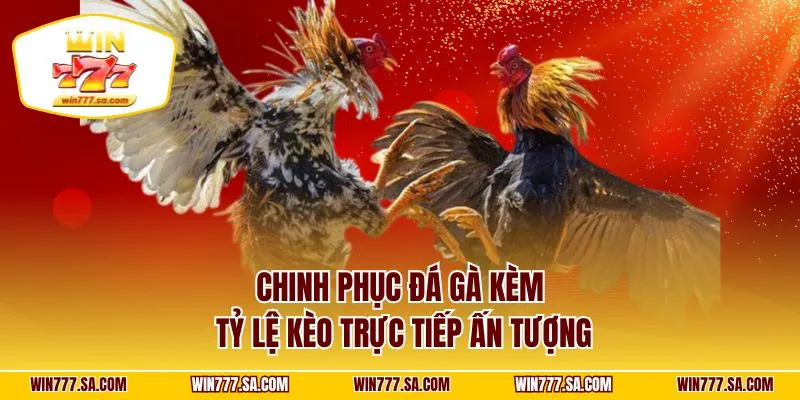 Chinh phục đá gà kèm tỷ lệ kèo trực tiếp ấn tượng