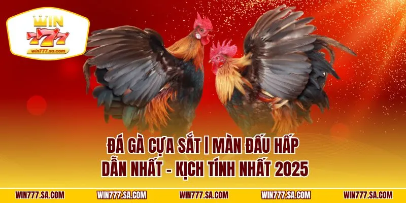 Đá Gà Cựa Sắt | Màn Đấu Hấp Dẫn Nhất – Kịch Tính Nhất 2025