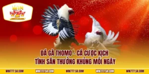 Đá Gà Thomo - Cá Cược Kịch Tính Săn Thưởng Khủng Mỗi Ngày