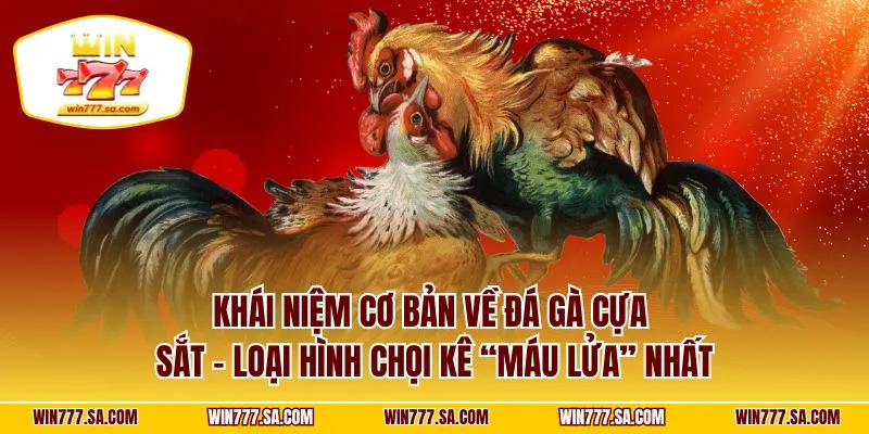 Khái niệm cơ bản về đá gà cựa sắt – loại hình chọi kê “máu lửa” nhất
