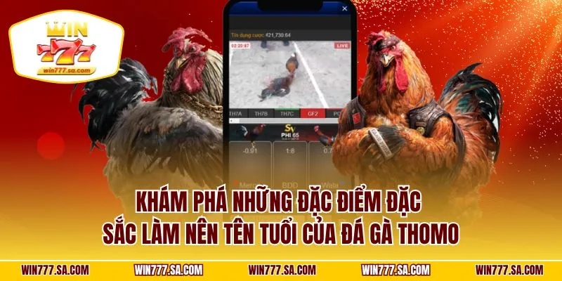 Khám phá những đặc điểm đặc sắc làm nên tên tuổi của đá gà Thomo